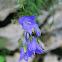 Harebell