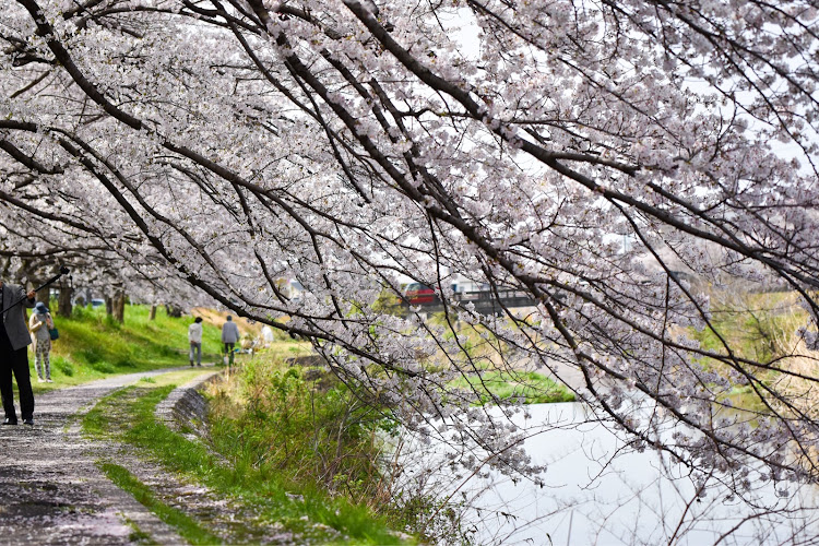 ワゴンRの桜と愛車・桜とコラボ・桜・夜桜に関するカスタム事例の投稿画像3枚目