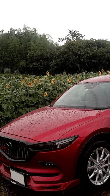 CX-8のお盆休み・ひまわり畑🌻に関するカスタム事例の投稿画像1枚目