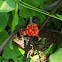 Jack-in-the-pulpit fruitlet