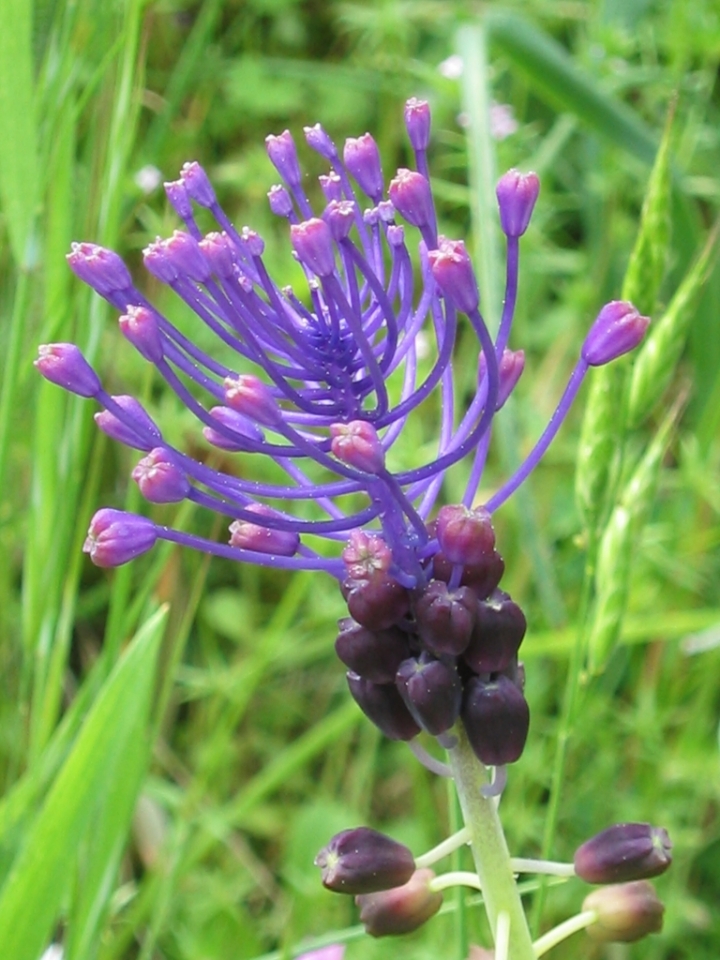 Testa coronata di moiven