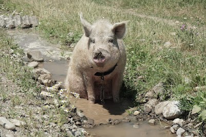 Ein Schwein badet in einem Graben neben der Straße.