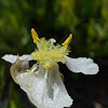 Carolina Yellow-eyed Grass