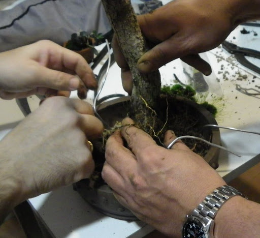 HAJIME-BONSAI; Disfrutando del Bonsai IMGP1448