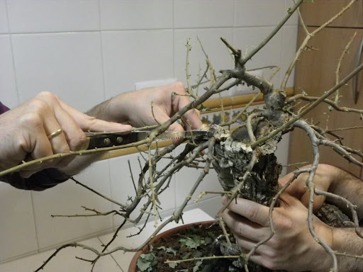 HAJIME-BONSAI; Disfrutando del Bonsai - Página 2 IMGP1548