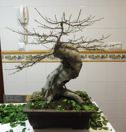 HAJIME-BONSAI; Disfrutando del Bonsai - Página 3 IMGP1704