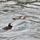 Atlantic Puffin