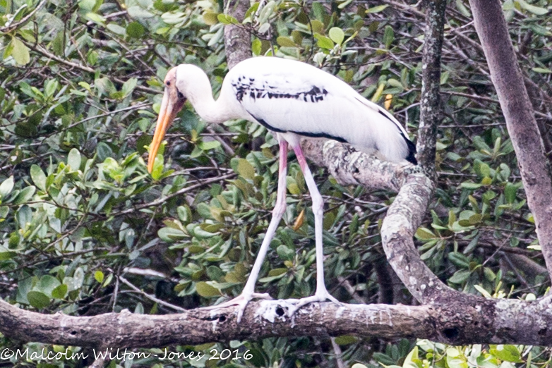 Milky x Painted Stork hybrid