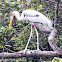 Milky x Painted Stork hybrid