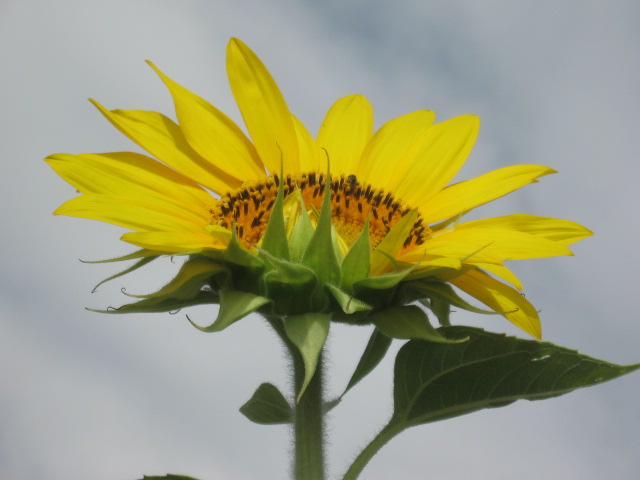 Giant Sunflower