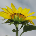 Giant Sunflower