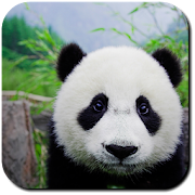 Panda Wallpapers 1.1 Icon