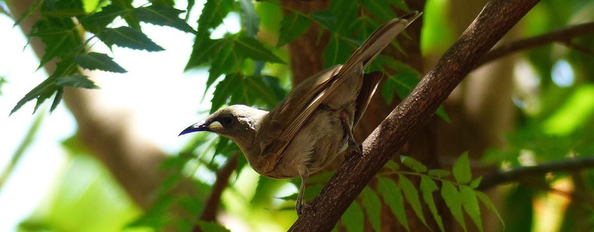 White-gaped Honeyeater