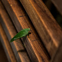 Philippine Katydid