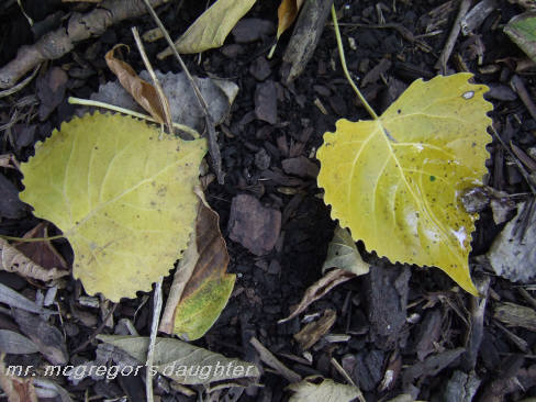 The Quiet Entry of Autumn