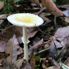 amanita