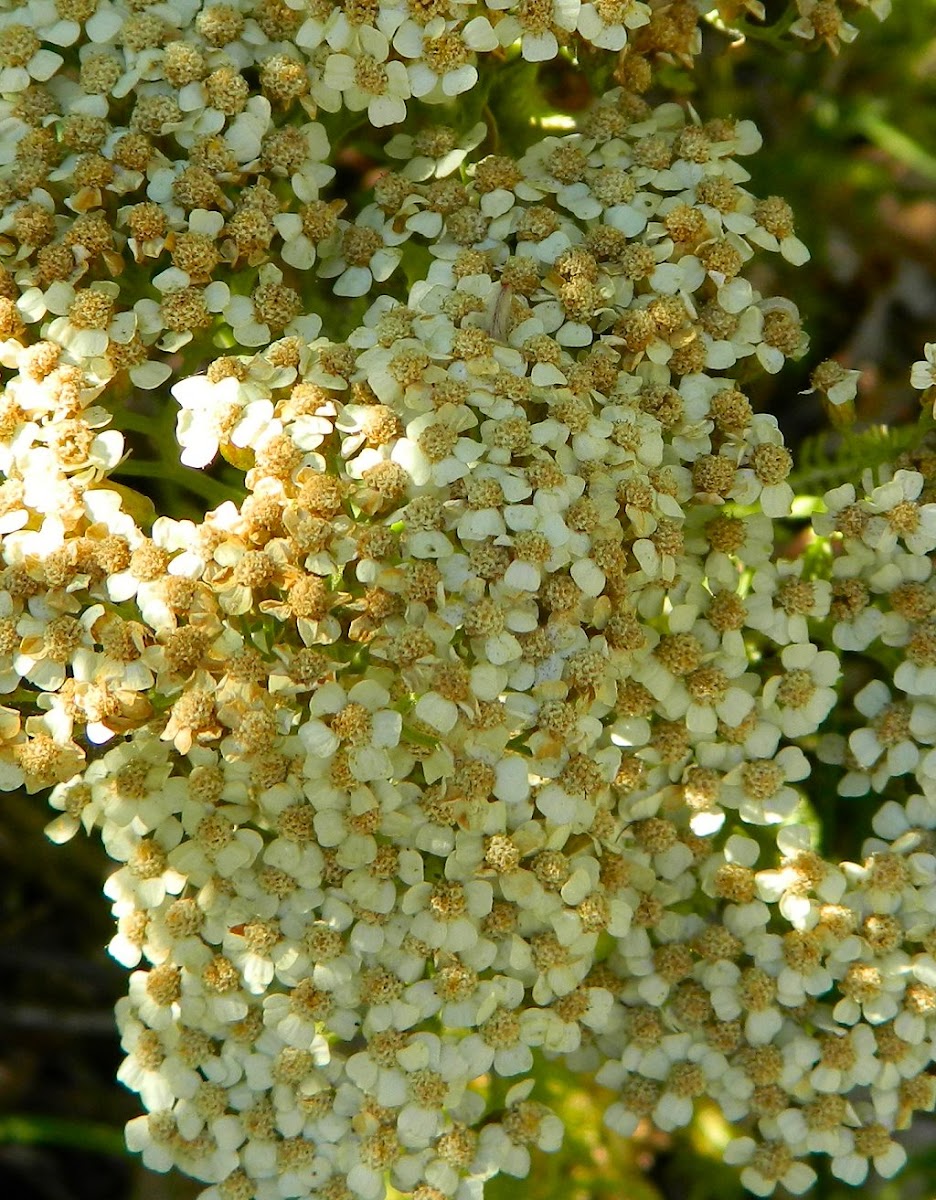 Common yarrow (Αχίλλεια η χιλιόφυλλος)