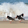 Pied Oystercatcher