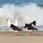 Pied Oystercatcher