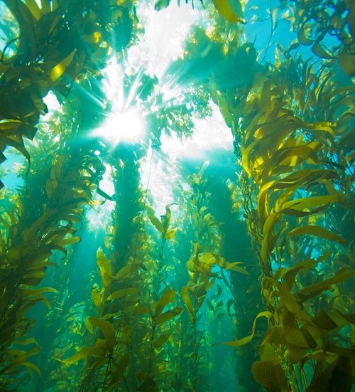 entgiftung mit meeresalgen kelp braunalge probst