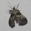 Dimorphic Tosale Moth