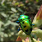 Lychee Shield Bug