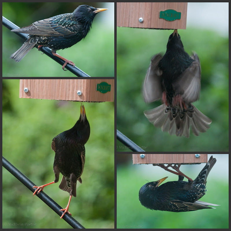 starling collage