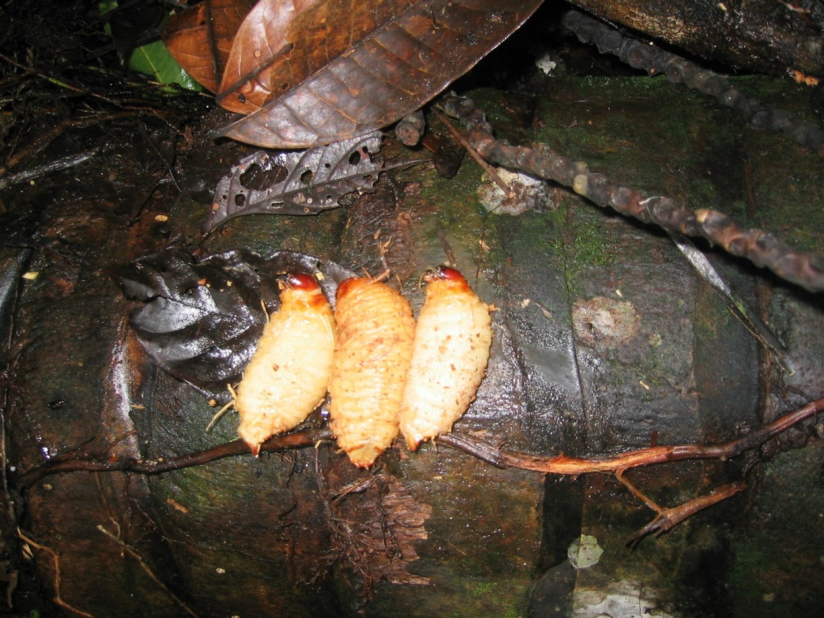 South American palm weevil larvae