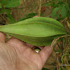 Angularfruit Milkvine