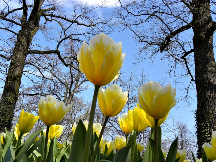 FIORI in PRIMO PIANO di lonni