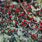 Southern Soldiers Lichen