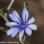 Chicory