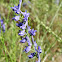 Violet Larkspur  (Δελφίνιο το εξωτικό)