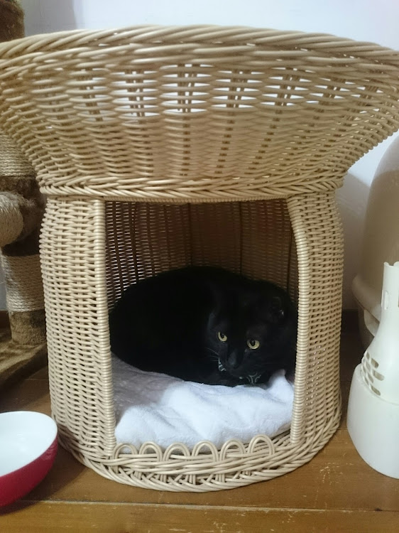 ハイゼットカーゴのダミーボンネットピン装着…・愛猫誕生日プレゼントに関するカスタム事例の投稿画像2枚目