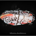 Ziczac Footman Moth