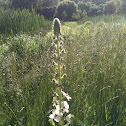 white flower