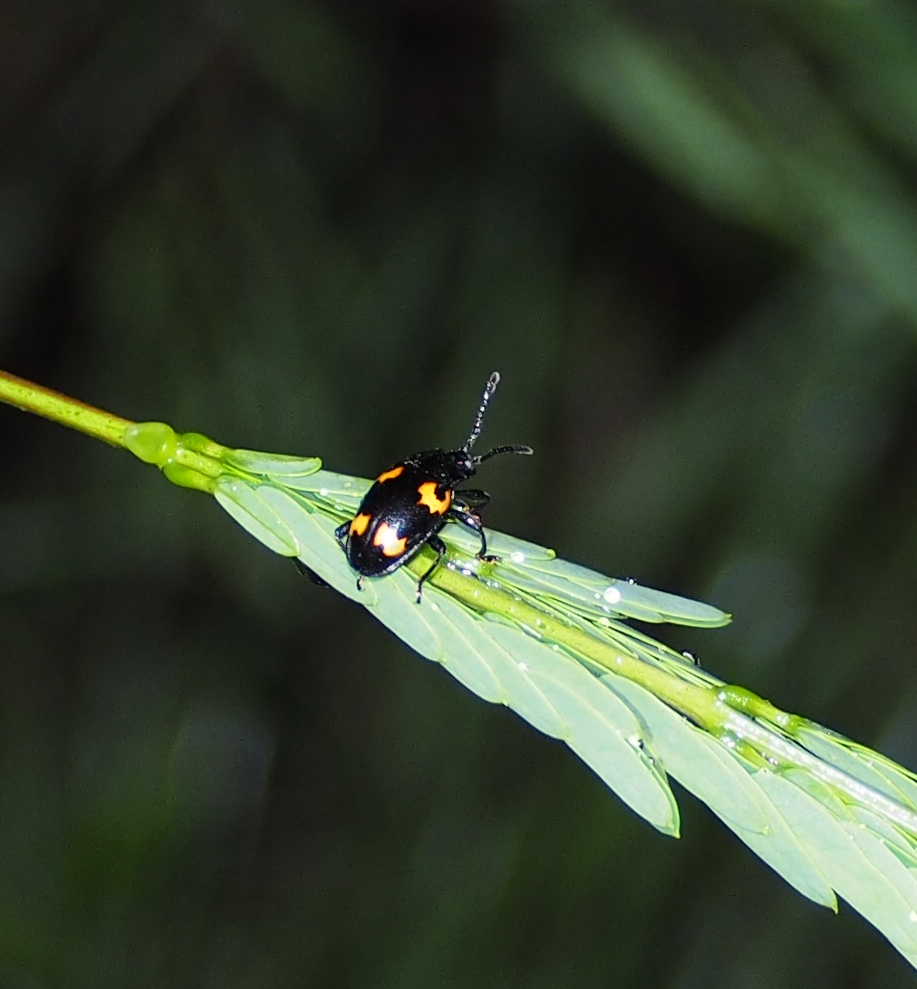 Pleasing Fungus beetle