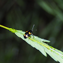 Pleasing Fungus beetle