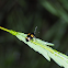 Pleasing Fungus beetle