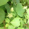 yellow passionflower