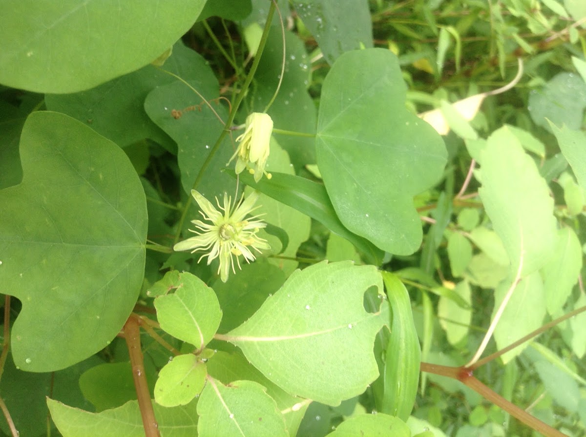 yellow passionflower