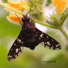 Tiger Bee Fly