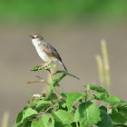 Cisticola : Croaking Cisticola