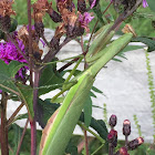 Chinese Mantis, female, gravid