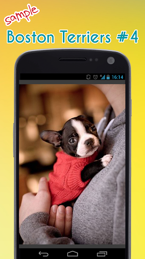 Boston Terrier Wallpaper