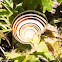 White-lipped Snail