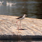 Black-winged Stilt