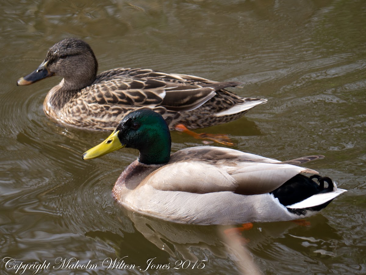 Mallard; Anade Real