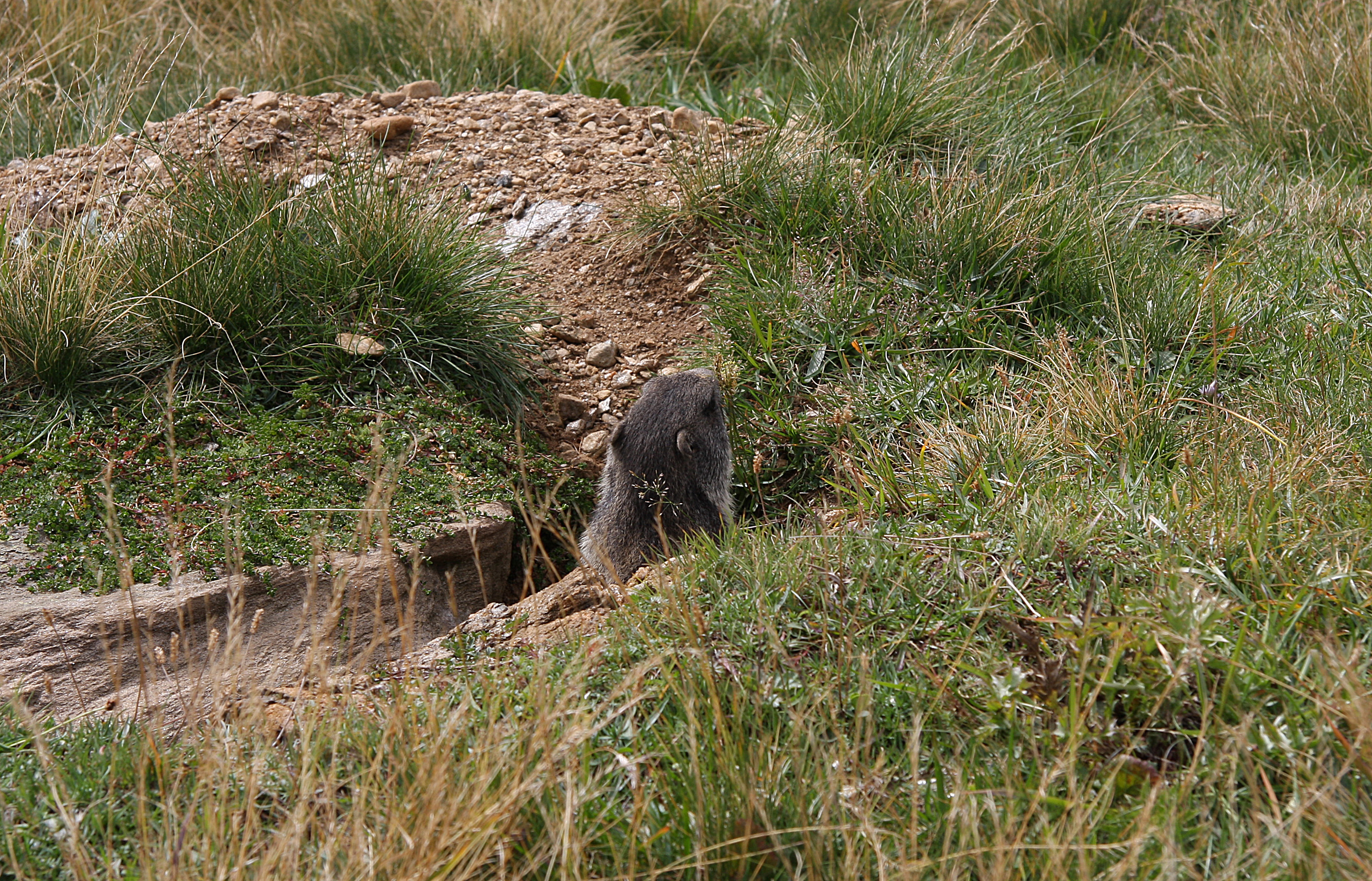 Marmotta di gabriele_pirocchi