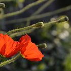 Iceland Poppy